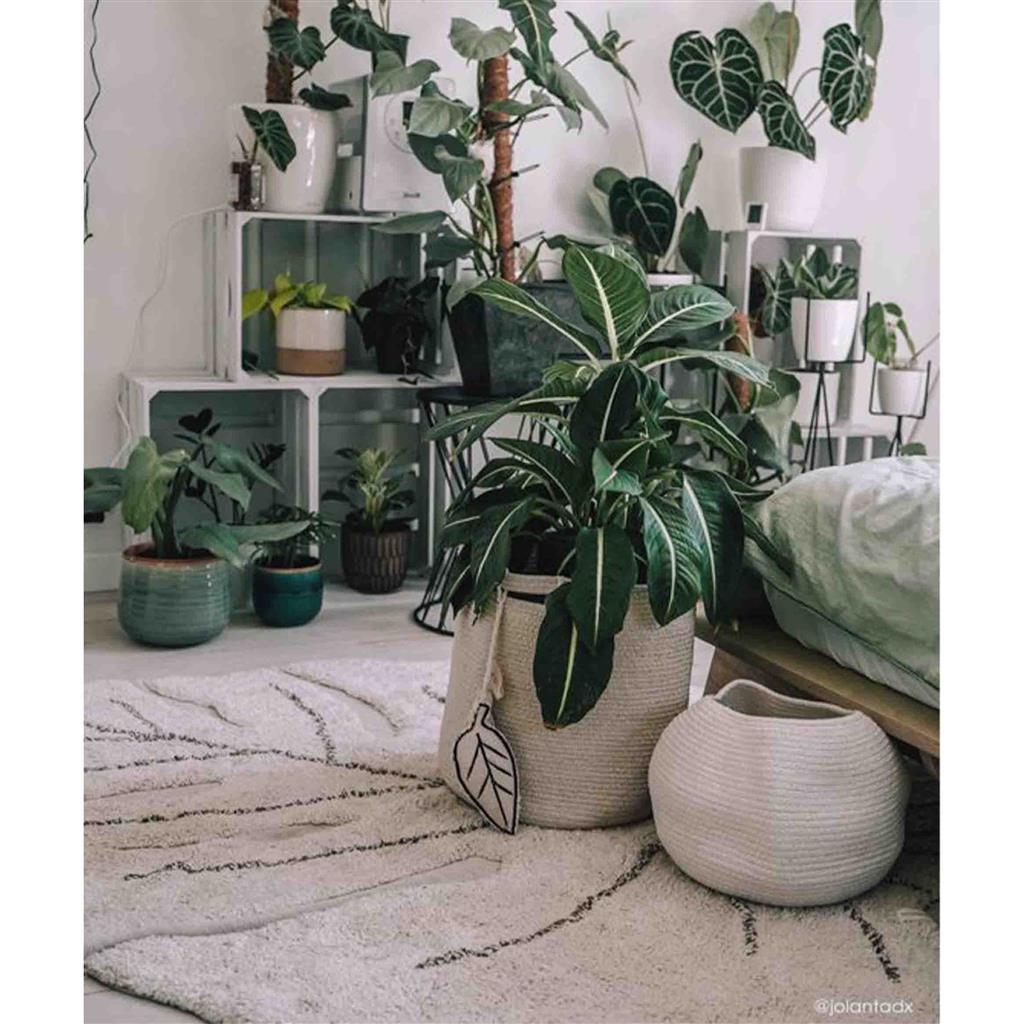 Carpet monstera