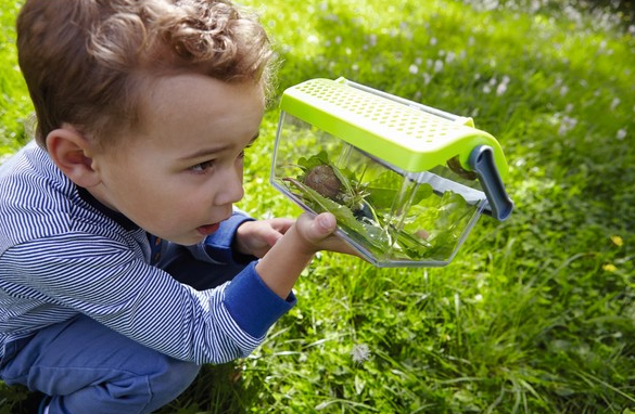 Insectendoos  Haba