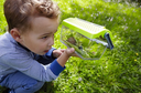 Insectendoos  Haba